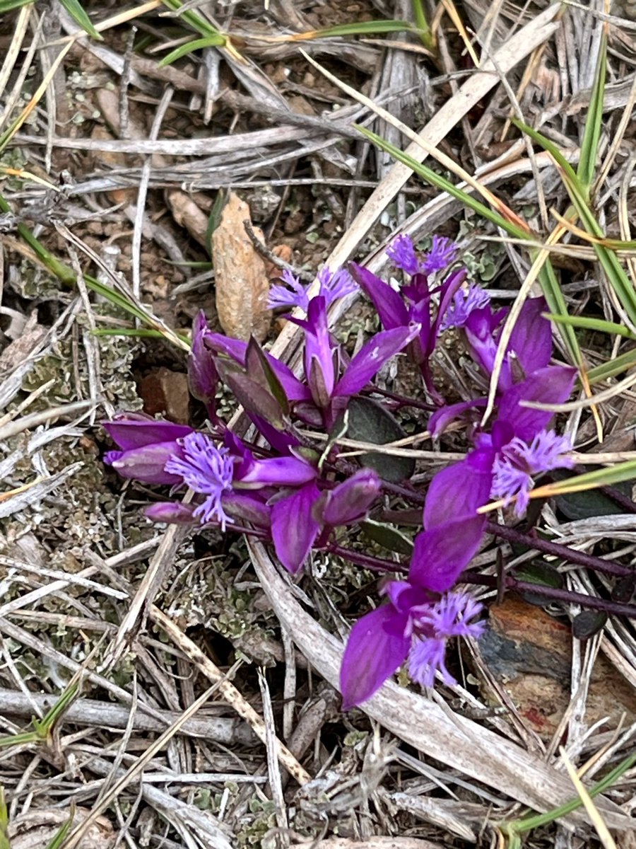 この前山歩きしたとき見つけた花
すごく小さい花です
これはヒメハギ
ハギとついてるけど萩の仲間ではないらしい
萩はマメ科だけどこのヒメハギはヒメハギ科
でも別の分類体系ではヒメハギ目から
マメ目に移されたんだって
ハギとついてるしやっぱりお仲間なのかなぁ〜