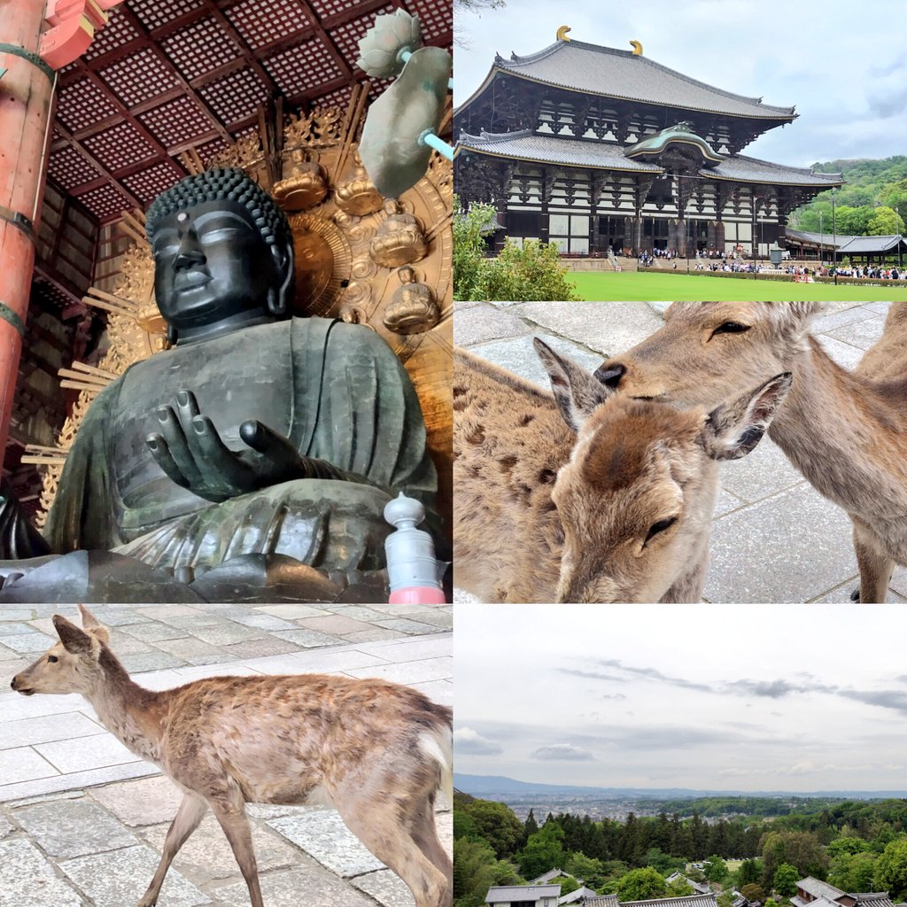 今日はお休みだったので Dさんと奈良の東大寺へ 鹿さん可愛いかった