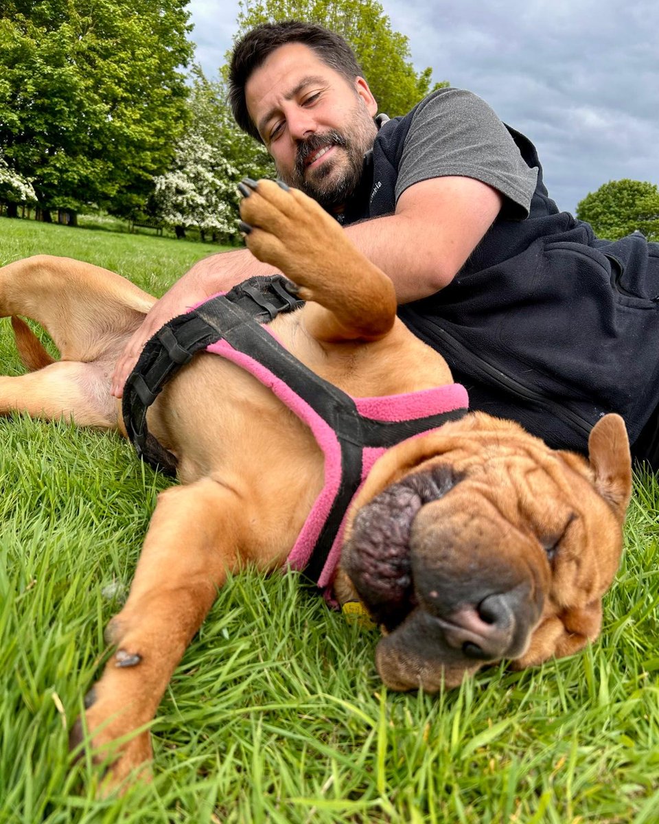 Dogs Trust Leeds tweet media