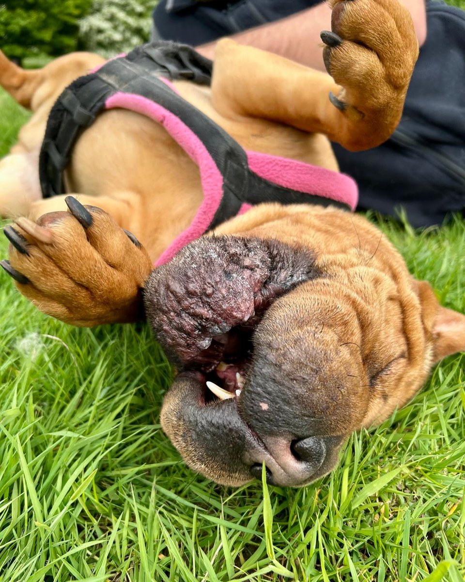Dogs Trust Leeds tweet media