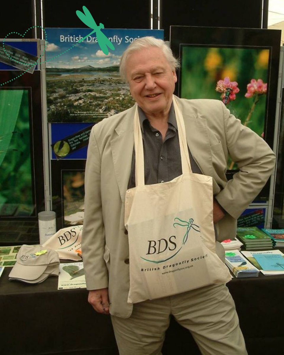 British Dragonfly Society tweet media