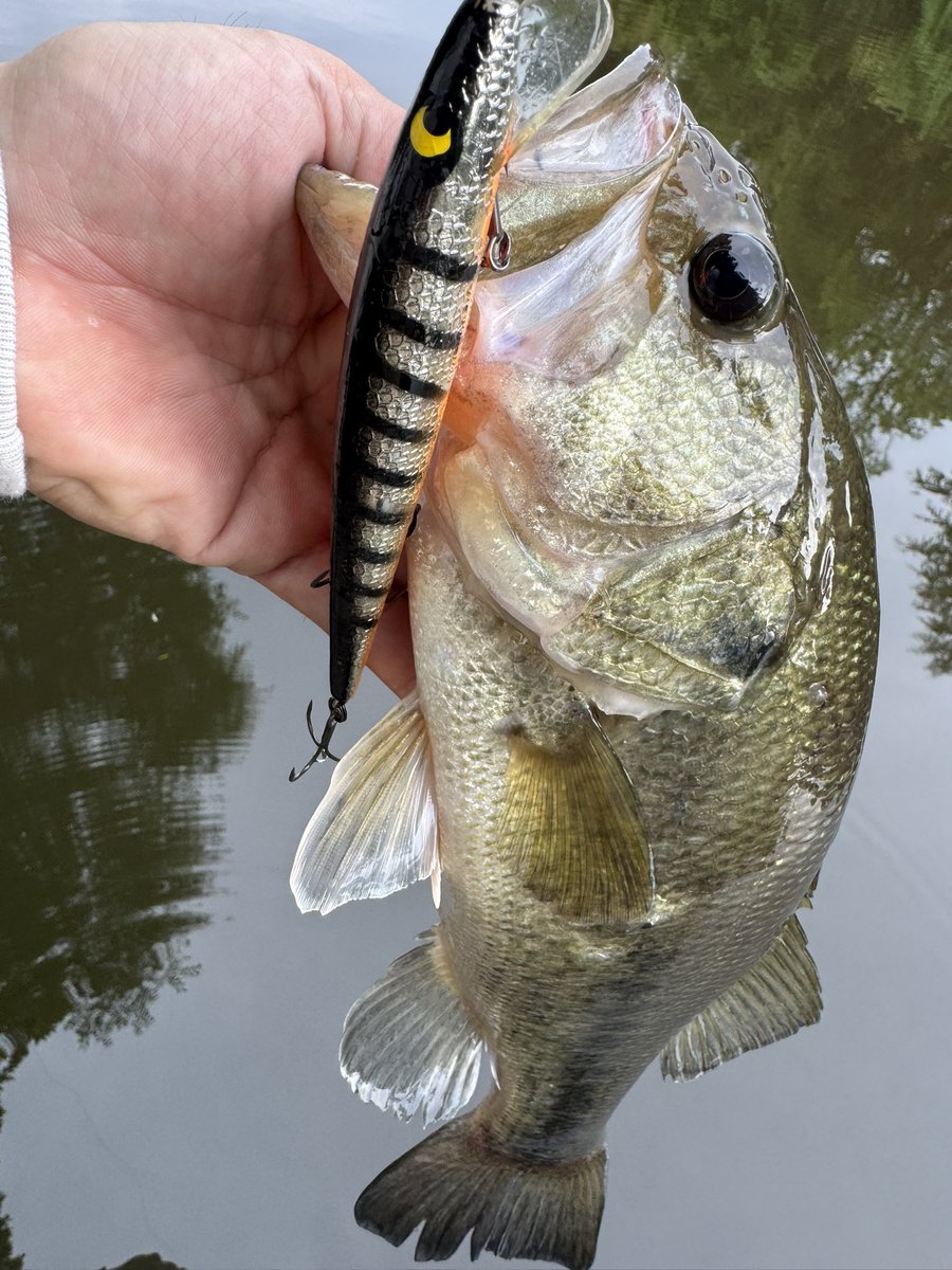 Ryo Sakurai【MPB LURES】【GRAVEL】 (@mpb_lures) / Posts / X