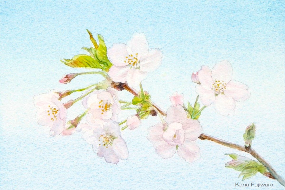 桜 240×166mm #watercolor #透明水彩