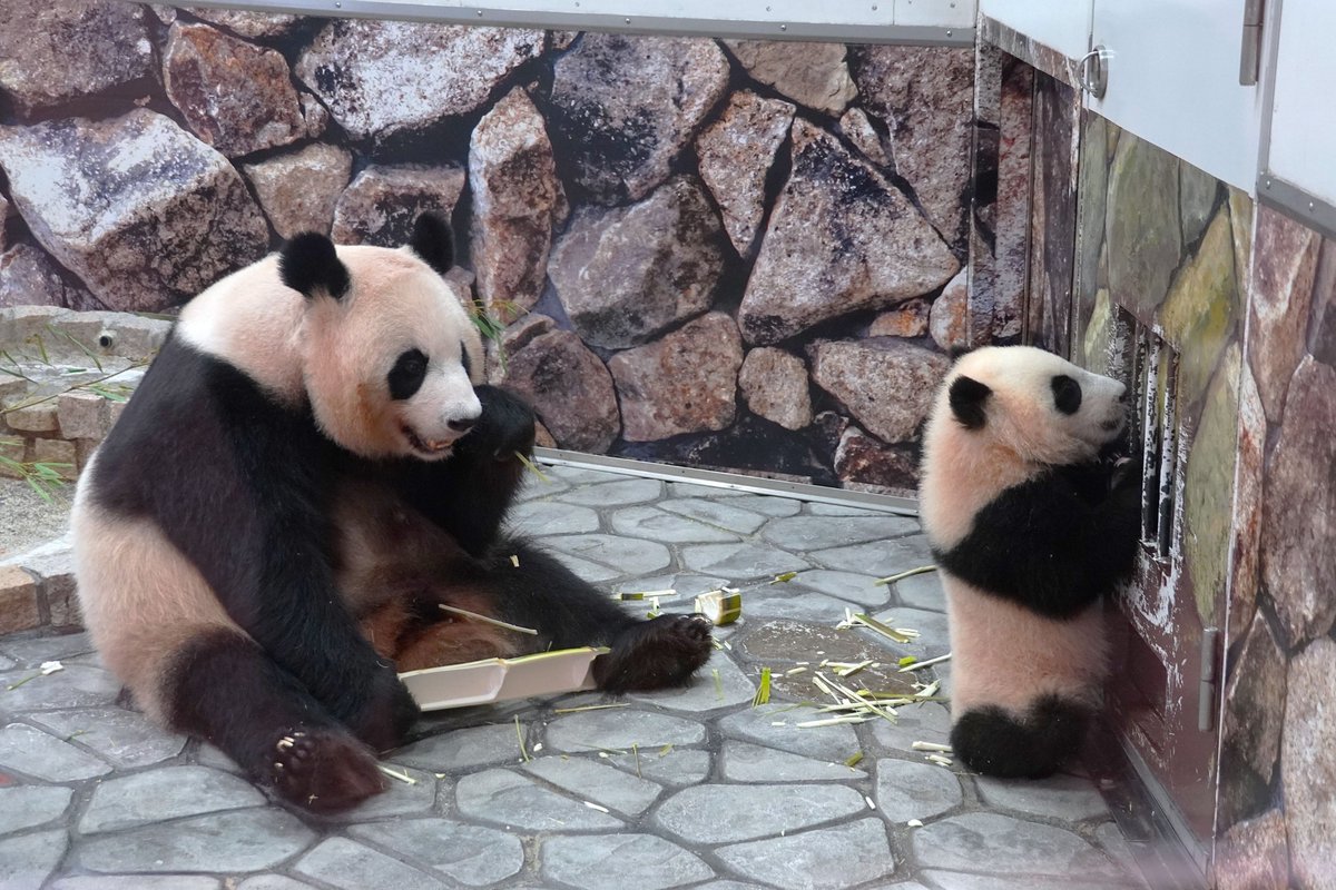 panda様 Cute Panda【1bmw.org】zt6