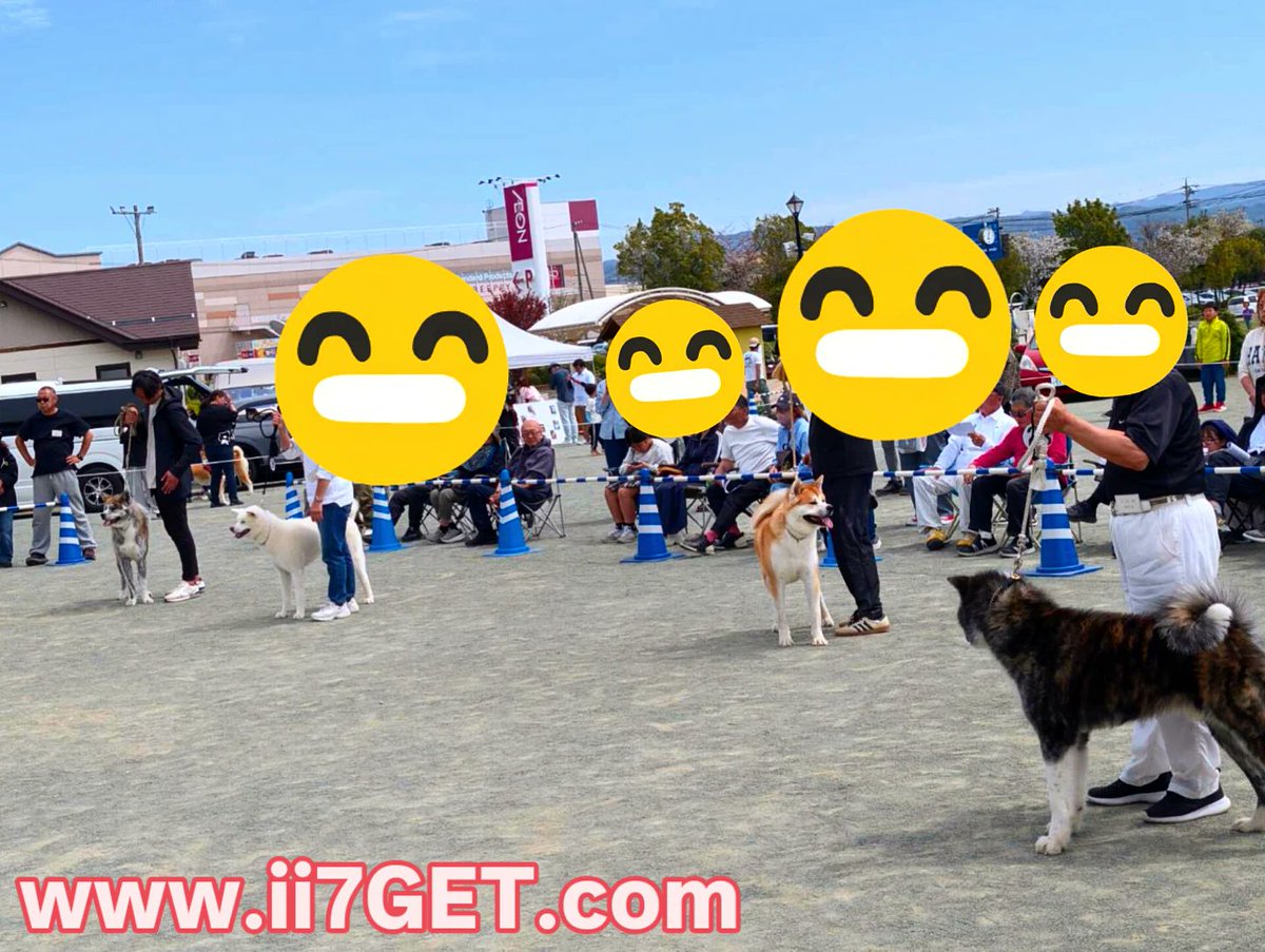 ii7GET's tweet photo. 第124回秋田犬展覧会の様子です
立派な体格と堂々とした立ち姿が本当にかっこいいですね。飼い主さんとの息もぴったりで、秋田犬の魅力がたっぷり味わえる素晴らしいイベントでした
https://t.co/sxsQZzYcT8

#ii7GET #秋田犬 #展覧会 #日本の犬 https://t.co/S75UgyEDKQ