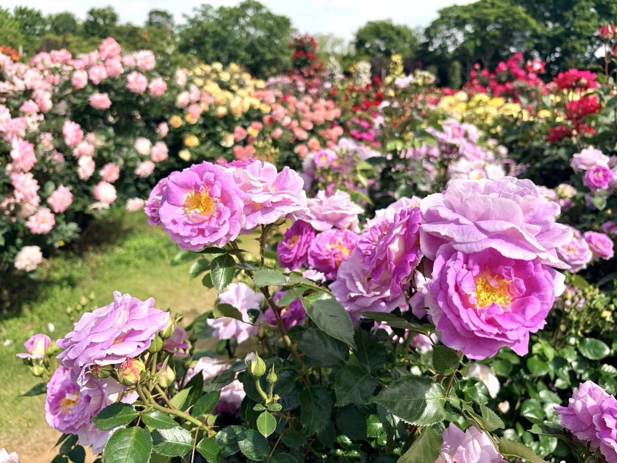 keisei_rose's tweet photo. 🎨パレット オブ カーニバル🎉

🌹春バラ見頃です🌹

週末はバラ園散策にぴったりの一日に❣️
昼のパレード開催も🎺

カラフルに咲き誇るバラたちに囲まれて、
心ときめくひとときをお楽しみください✨
皆様のご来園を心よりお待ちしております。

👇イベントの詳細はこちら
https://t.co/GnmqCVn7yi https://t.co/pWZYI5K58i