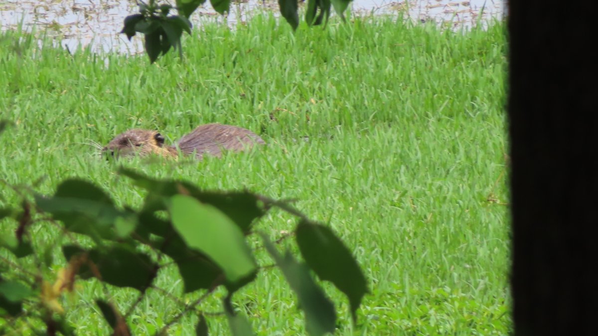 昆陽池公園 ヌートリア 2匹 5月8日
#nutria #coypu #ヌートリア #ragondin #昆陽池公園