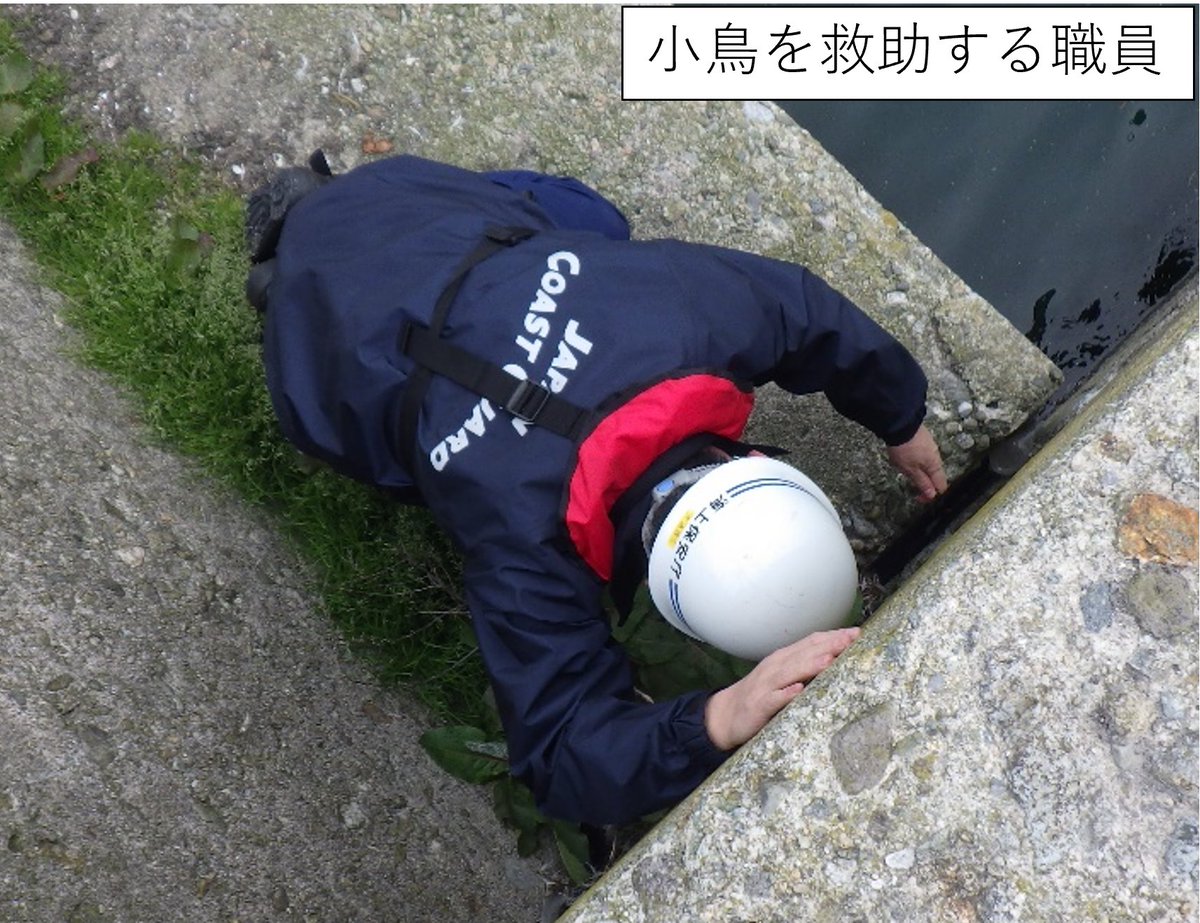 ＃酒田海上保安部 職員による鼠ヶ関東防波堤灯台点検中、足に釣り糸が絡まり飛べなくなった青い小鳥を発見し、糸を切り離して無事救助しました。
釣りに限らず、マリンレジャーで発生したゴミは、必ず持ち帰りましょう！
青い小鳥に幸せがありますように🐥
＃二管区 #海保 ＃海上保安庁