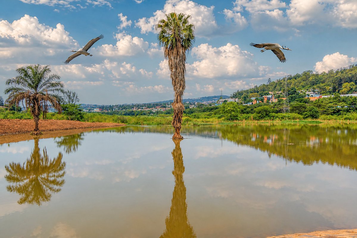 Gutunganya ibi bishanga byatumye urusobe rw'ibinyabuzima rugaruka mu bishanga, imyuzure yibasiraga umujyi wa Kigali ihinduka amateka, n'ubwiza bw'umujyi bukomeza kwiyongera.

Kurikira imbuga z'Ikigo cy'Igihugu cyo KUbungabunga Ibidukikije (REMA) umenye amakuru ajyanye n'ibishanga
