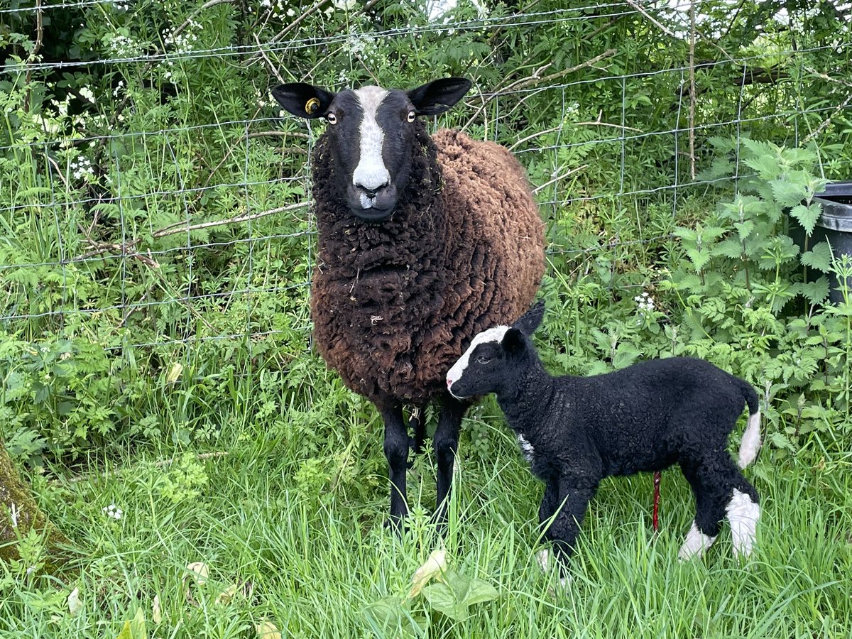 Zwartbles Ireland • Suzanna Crampton tweet media