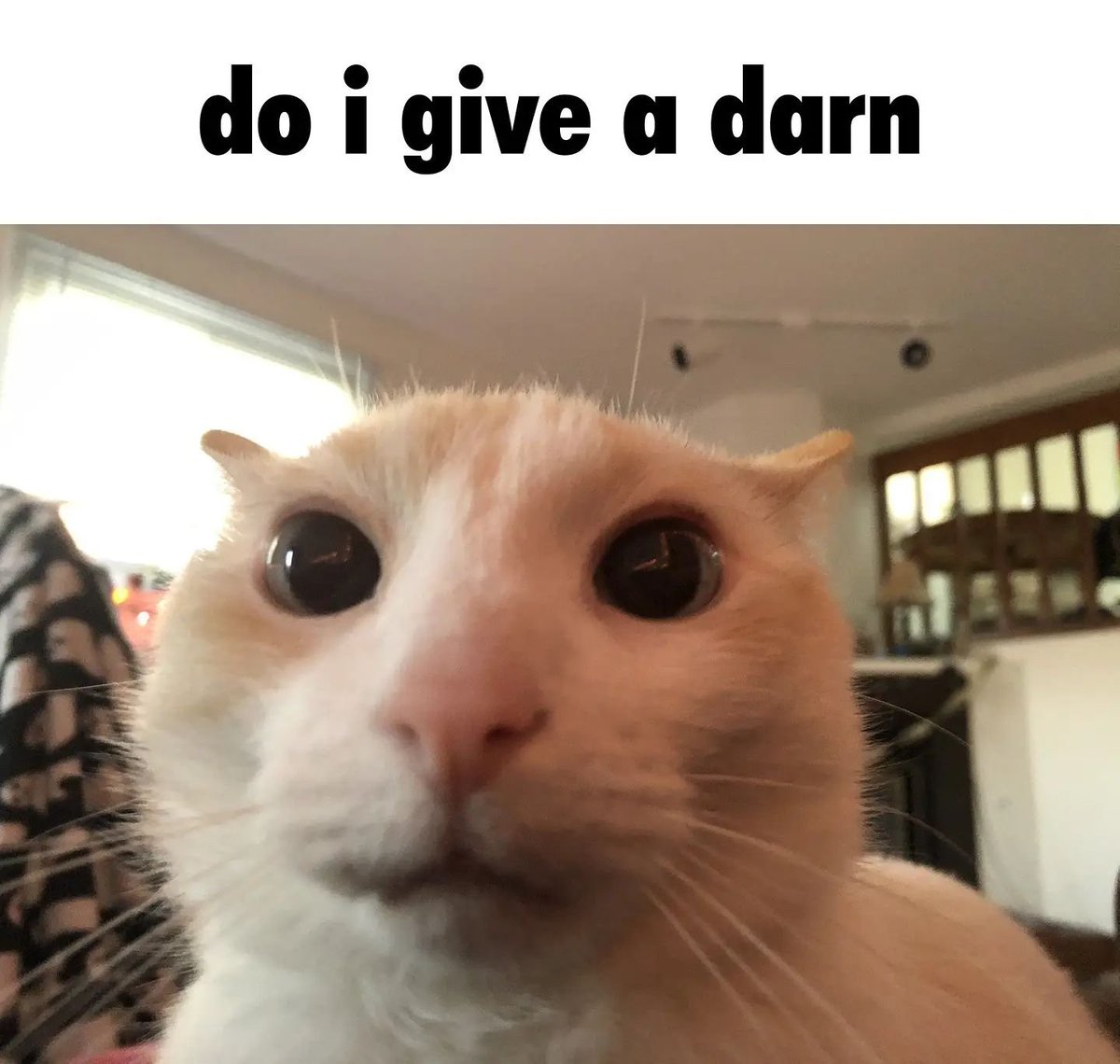 PunchingCat's tweet photo. https://t.co/dCzU4a1lBU