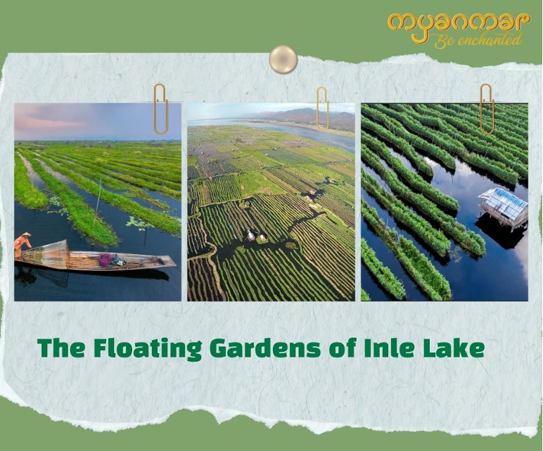 VisitMyanmar_MM's tweet photo. 🌱The Inle Floating Garden is one of the most fascinating agricultural wonders of Myanmar. 💦
#MyanmarBeEnchanted #tourismdaily #visitmyanmar #TravelMyanmar  #ShanState #TheFloatingGardensofInleLake https://t.co/Nq4qg5ZfxW