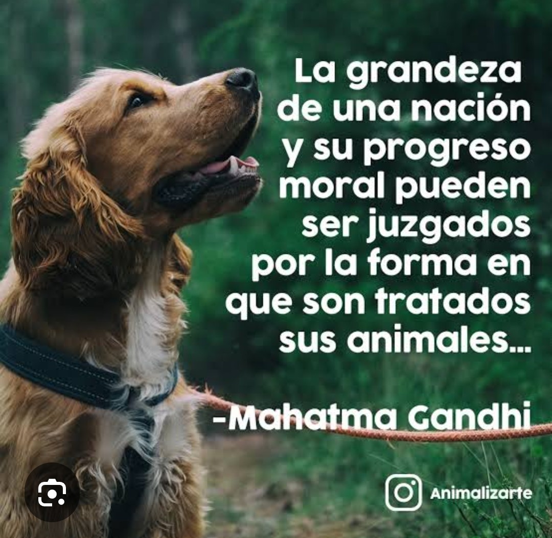 Dog Lover 🐶 ! tweet media