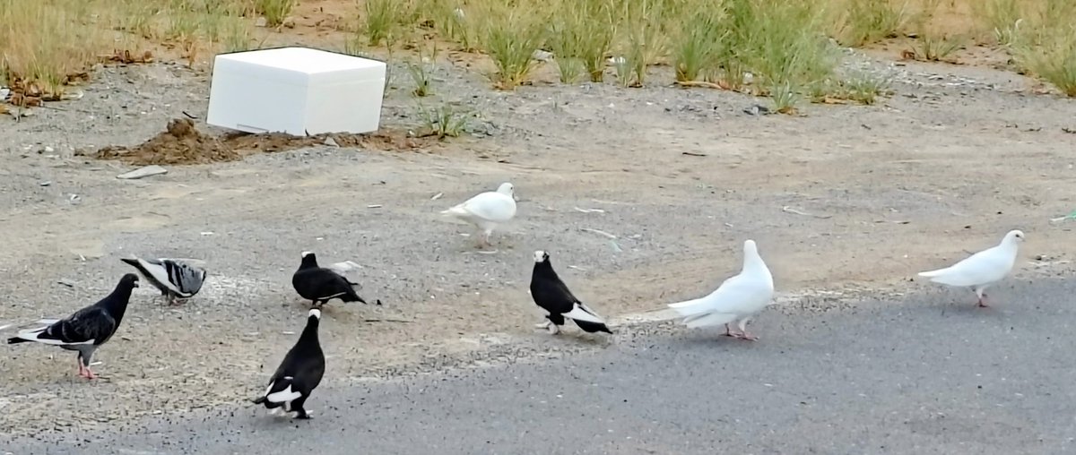 SDhanagare's tweet photo. @indian_pitta How about Black and White..
#theme_pic_world_birds
@Theme_pic_India @theme_pic_world 
@imatharvpatil19 
@chriz31_07 @DrAlkaRay2 @mabend2 https://t.co/rr4EwKhBZT