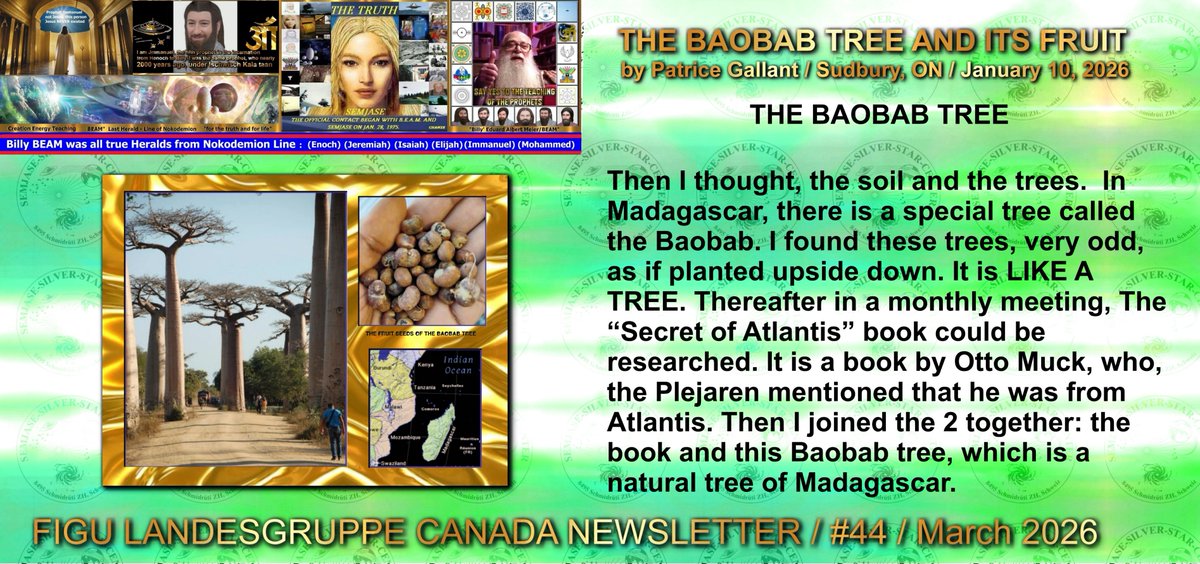 In Madagascar, there is a special tree called the Baobab. I found these ...