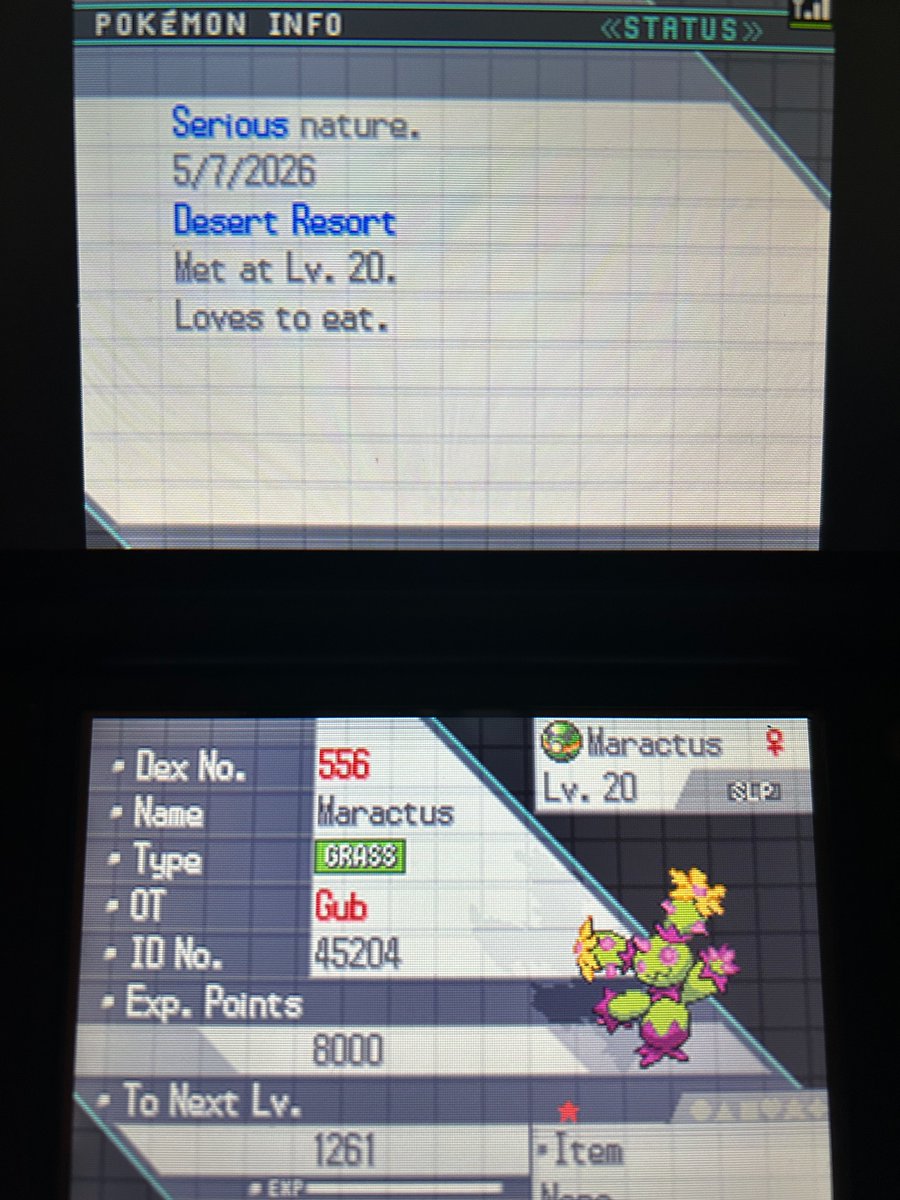 Shiny Maractus in Black 1 after 22,900 encounters in the Desert Resort. Phase 9 for Darumaka, 48,598 encounters in total.