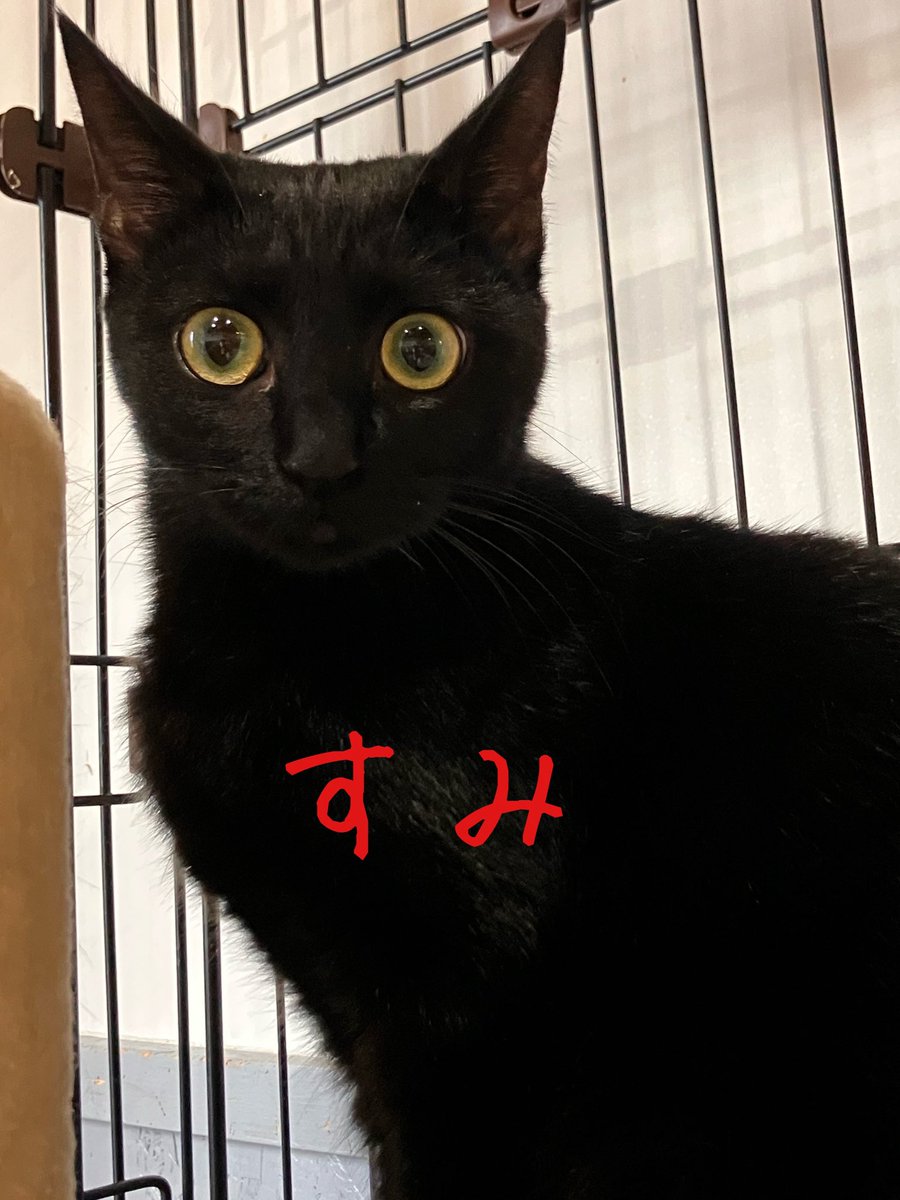 上野ここ　ねこたまご　白猫 非営利型 一般社団法人 ねこたまご (@nekotamago_) / Posts / X