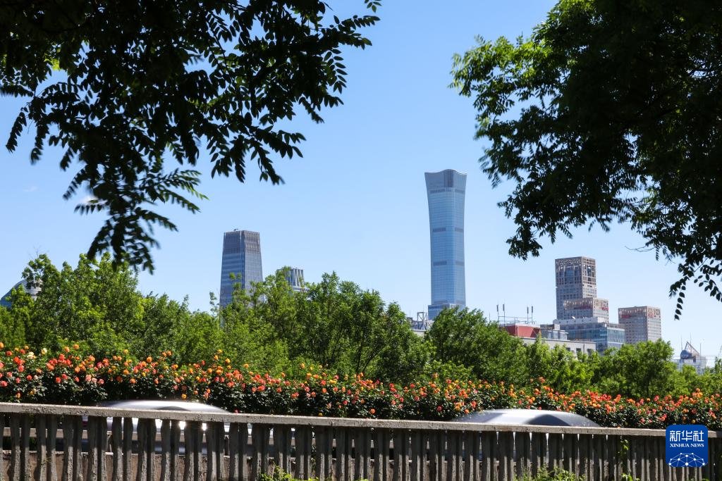 PDChinese's tweet photo. 【“月季花環”扮靚初夏北京】初夏時節，在北京的大街小巷，多彩月季爭相綻放，如同“月季花環”扮靚城市道路。 https://t.co/MQUgXoEWI6