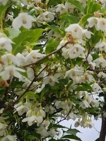 都立舎人公園 tweet media