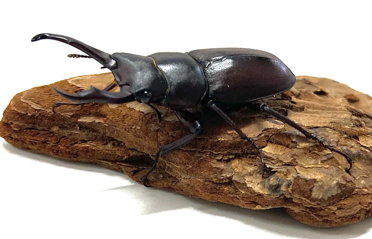 insect_new's tweet photo. 入荷情報
・ミシマコクワガタ薩摩黒島産
・コクワガタ利島産 https://t.co/HQfkXcu91C