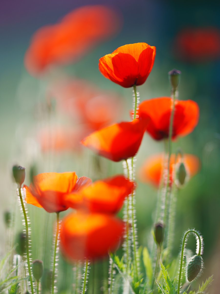 Friday For Flowers

You know the drill. Share yours! :)