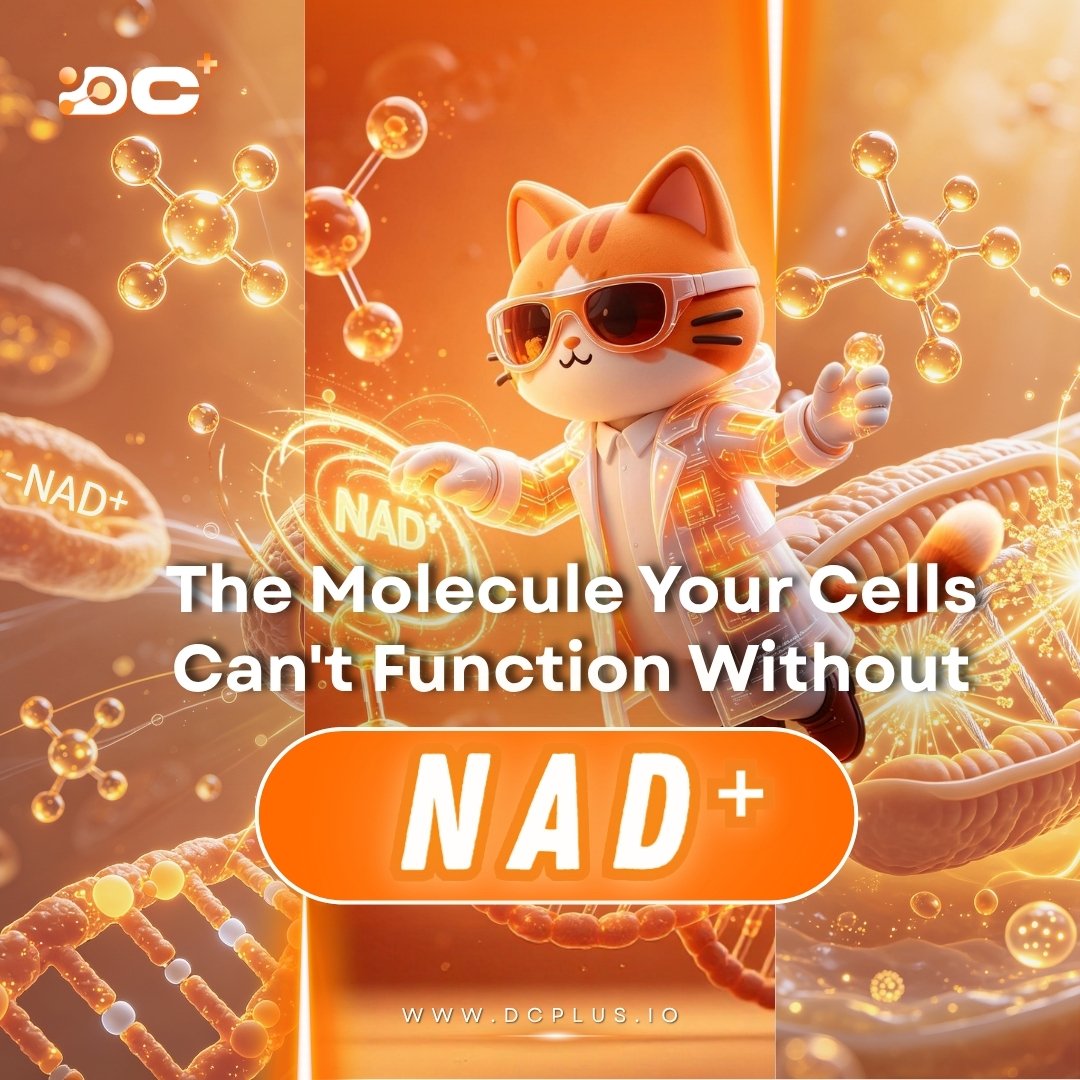 dcplus_official's tweet photo. Following our exploration of telomeres and cellular aging, we arrive at one of the key molecules in longevity science today:
👉 NAD⁺ (Nicotinamide Adenine Dinucleotide)

Found in every living cell, NAD⁺ plays a vital role in:
⚡ Energy production via mitochondria
🧹 DNA repair
🛡️ Activating sirtuins linked to longevity
🔄 Maintaining cellular redox balance

The challenge?
📉 NAD⁺ levels naturally decline with age — impacting energy, repair, stress response, and inflammation regulation.

💡 Supporting NAD⁺ and the systems that depend on it is increasingly seen as essential for healthy aging and biological resilience.

💬 Had you heard of NAD⁺ before? Does its role in energy and aging surprise you? 
Share your thoughts on our X 🔥

#DCPLUS #NAD #CellEnergy #Mitochondria #Longevity #AgingScience #Sirtuins #DeSci #HealthFi #ScienceOnChain