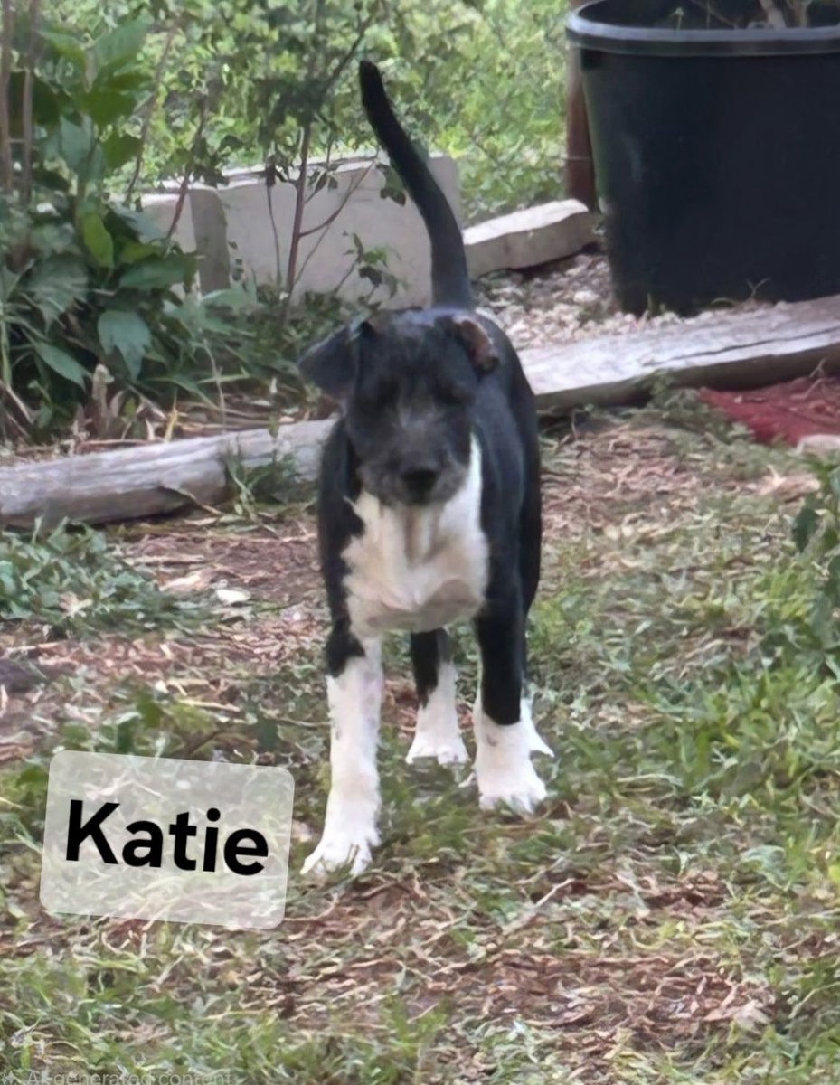 STARGroupRescue's tweet photo. 🎈🆘 These 5 puppies are  urgently in need of a foster. Can anyone help? We pay all vetting and adopt out. Call or text 214 677 6445 https://t.co/pSWeaZ4CCQ
