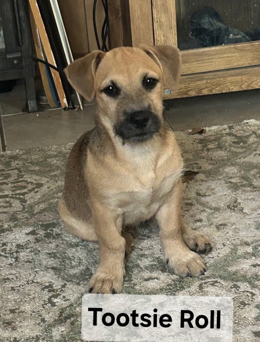 STARGroupRescue's tweet photo. 🎈🆘 These 5 puppies are  urgently in need of a foster. Can anyone help? We pay all vetting and adopt out. Call or text 214 677 6445 https://t.co/pSWeaZ4CCQ