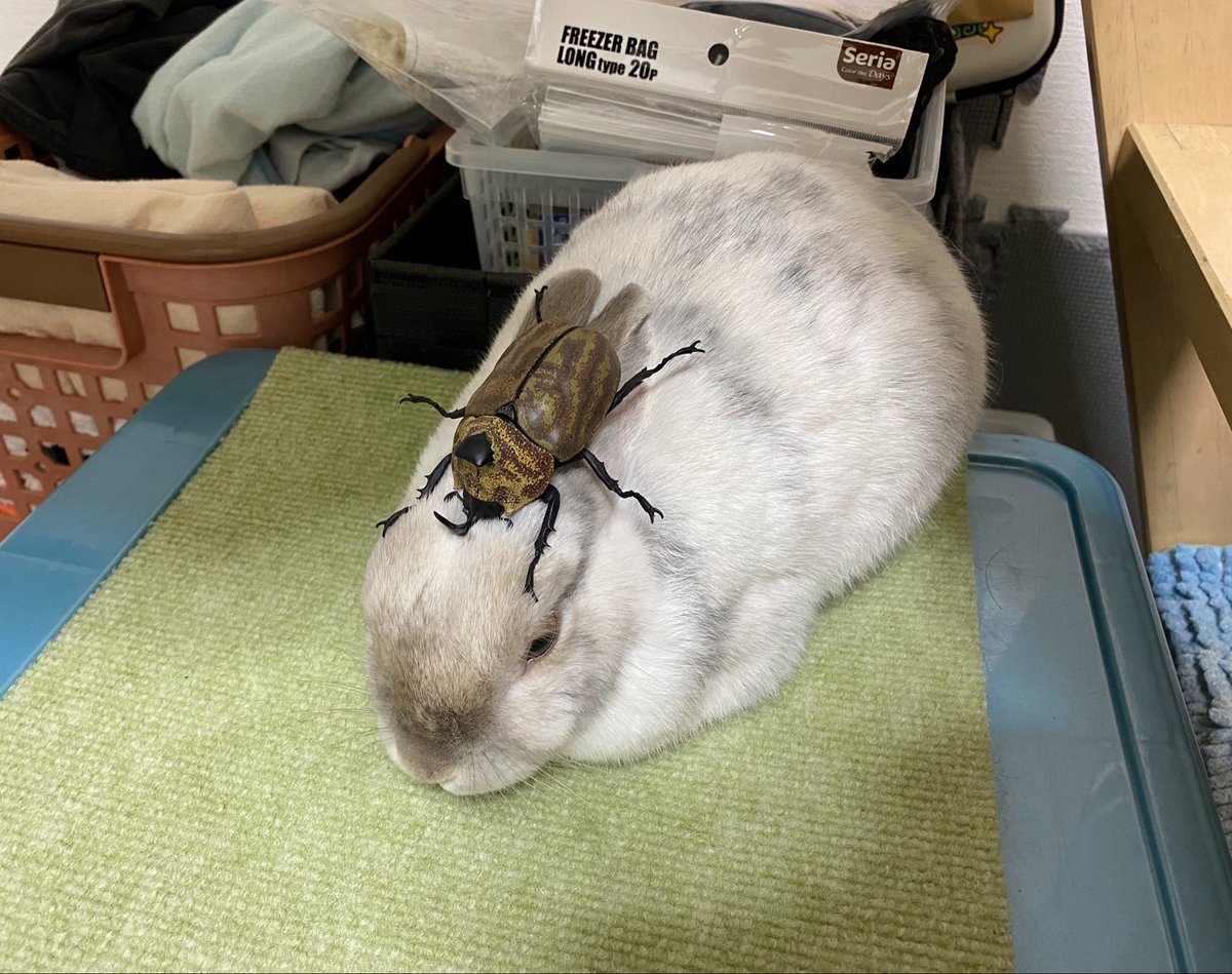 にぎられおにぎり tweet media