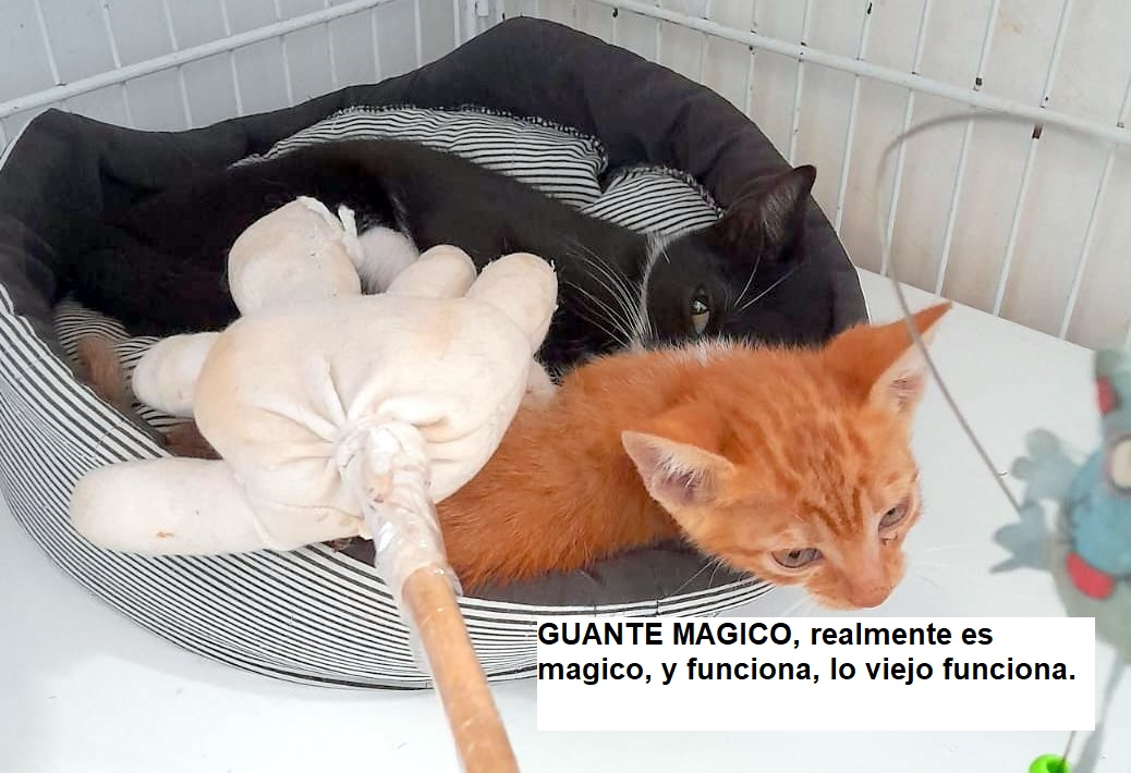 Fundación De Gatitos tweet media