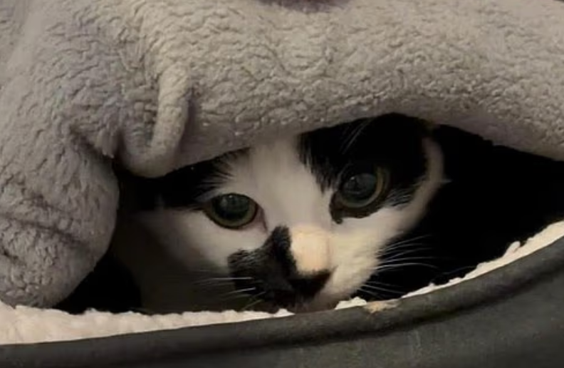 GriftReport's tweet photo. Abandoned cat Izzy rescued after 12 days trapped upside down behind boiler with no food or water

One-year-old domestic shorthair crossbreed Izzy was left behind in an empty house in Inglemire, Hull, when her owners moved out.  

She became wedged tightly between the boiler and the wall, trapped upside down for nearly two weeks.  

A contractor discovered the terrified cat during a routine check and called the RSPCA.  

Rescuers freed her; she was severely dehydrated and traumatised but alive.  

Now at the RSPCA’s Bridlington cattery, Izzy is slowly recovering but remains sensitive, easily overstimulated and defensive.  

She needs a calm, adult-only home with an experienced owner who can give her time, space and minimal handling while she learns to trust again.

What kind of bastard leave a cat behind like that...