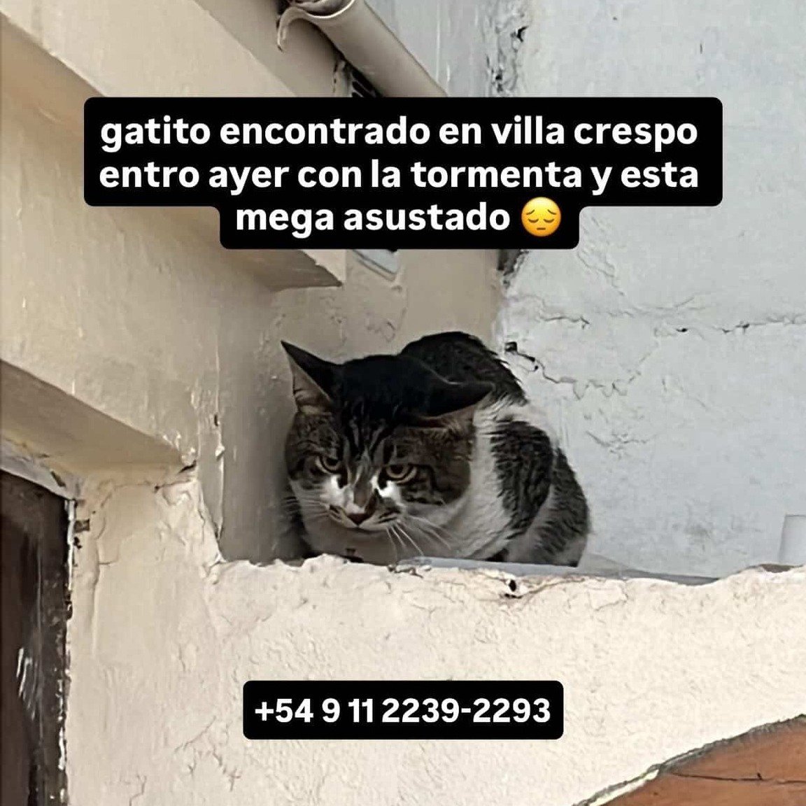 #Parecenperdidos 📢📢📢
RT RT RT
PARECE PERDIDO EN VILLA CRESPO!
CONTACTO EN LA FOTO