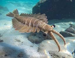 SirKopster's tweet photo. @lilyhops everyone should strive to be an anomalocaris, they were an apex predator after all! https://t.co/fAD2nwcMUM