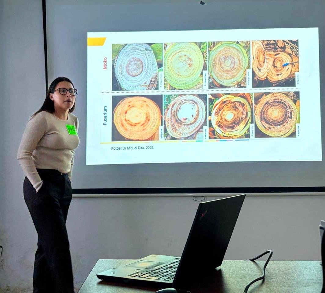 INIAPECUADOR's tweet photo. 📍#ElOro | Junto a @Agricultura_CZ7 participamos en el taller sobre manejo integrado de Ralstonia y FOC R4T con control biológico en musáceas. Compartimos avances e investigaciones sobre alternativas sostenibles para fortalecer la salud del suelo y las plantas. #FIASA https://t.co/TVsw9wd3HD