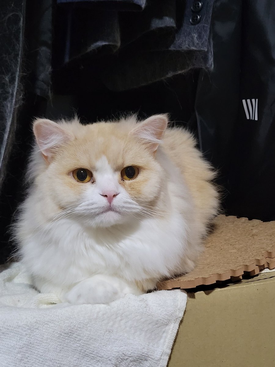 1407日目 地震にびっくりしていた猫です