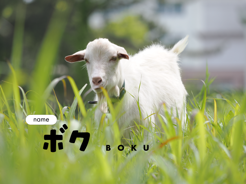 可愛い山羊…と思ったらレオで、親近感が湧く。見守りたい。。。