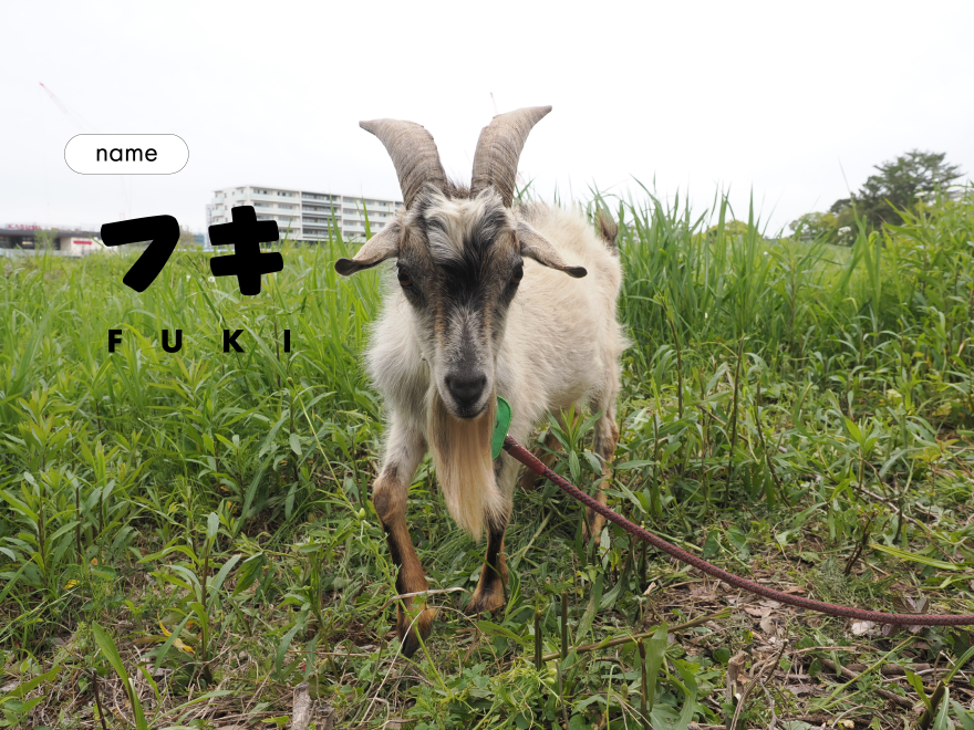 Chiba_Univ_PR's tweet photo. 千葉大学西千葉キャンパスでは、本日もヤギが除草活動に励んでいます。４匹はオスで「レオ」「ボク」「ヨモギ」「フキ」という名前です🌸どうぞ優しく見守ってくださいね！ https://t.co/fMonwgPyhw
