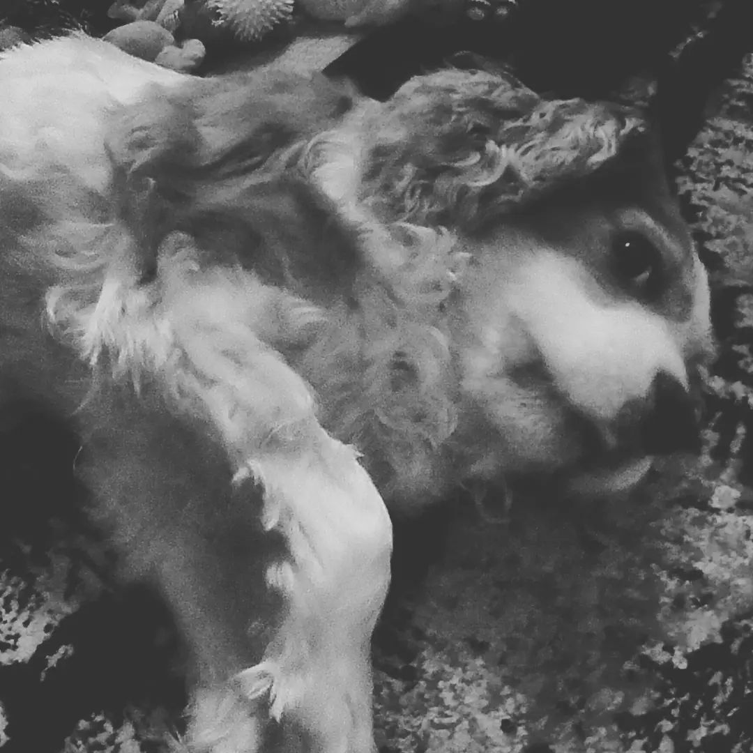 MandyAstle's tweet photo. Miss this welcome home committee; Henry &amp; Bella waiting for me back in 2022 #FlashbackFriday #neverforgottenfriday #cavpack #rainbowbridge #Cavaliers #dogsoftwitter #dogsofX https://t.co/6f8bpF8rRD