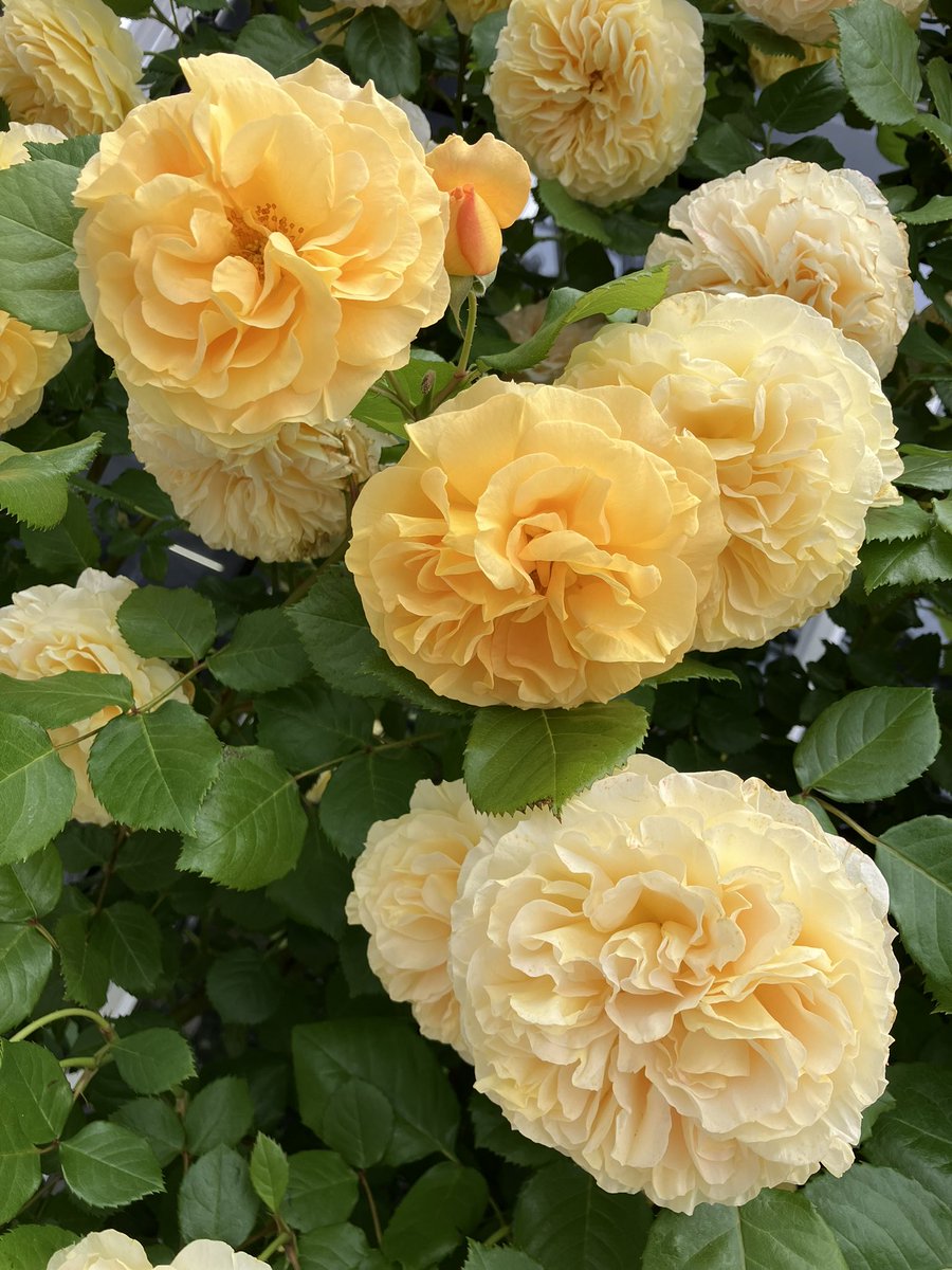 気になってる品種の花や香りや仕立てを実際に確認しながら買える この