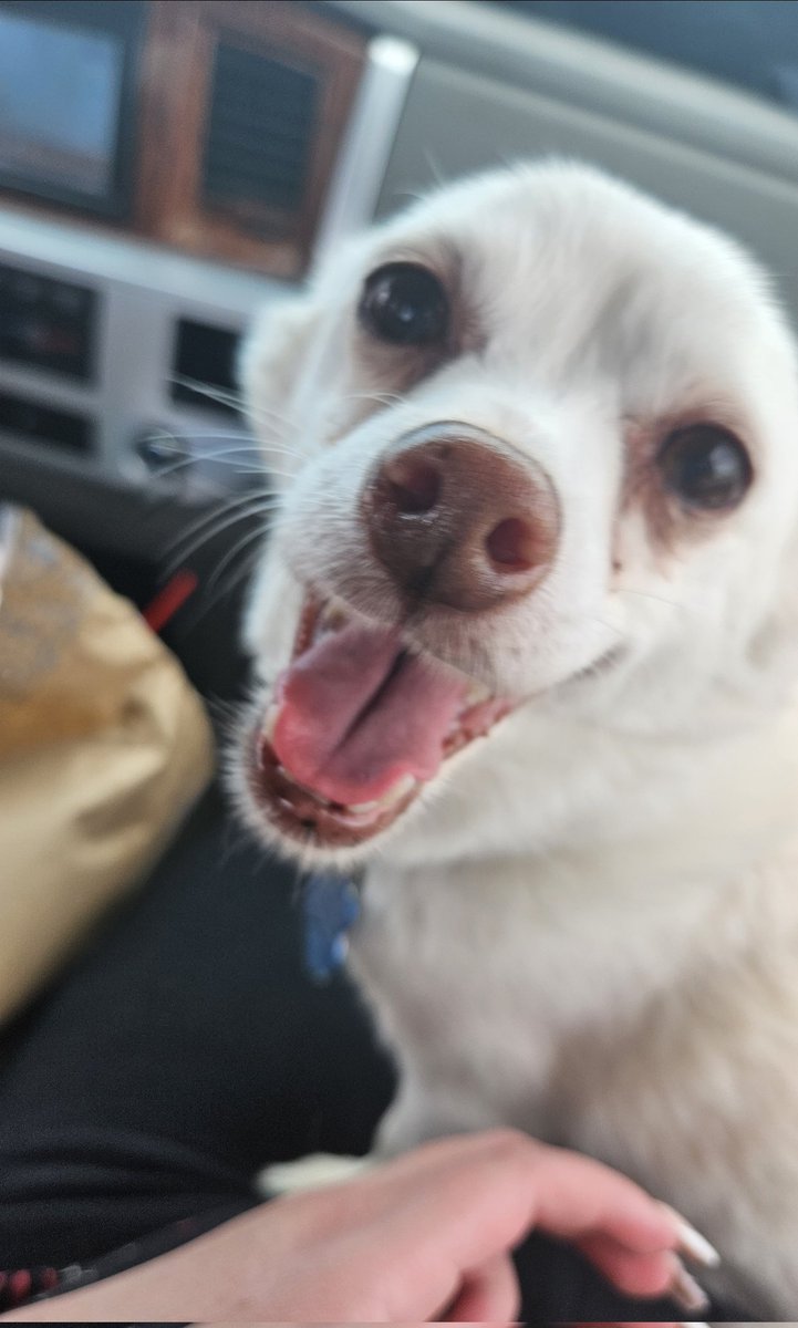 Requiem0fDreams's tweet photo. If anyone is in western Michigan and sees this dog, please DM me. His name is Odie, he is mostly blind and deaf. Went missing at around 820 PM. #MissingDog #Michigan #Missingpet https://t.co/PBDzDfGL6M