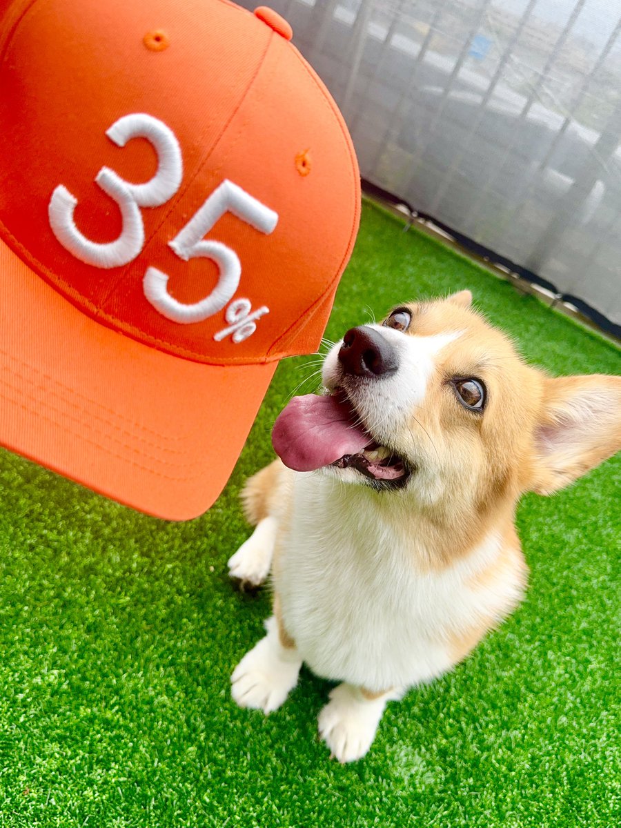 rokunosuke0628's tweet photo. 35％キャップとコーギー🧡
 #国民負担率  #参政党 https://t.co/SB0b4eD9Eu