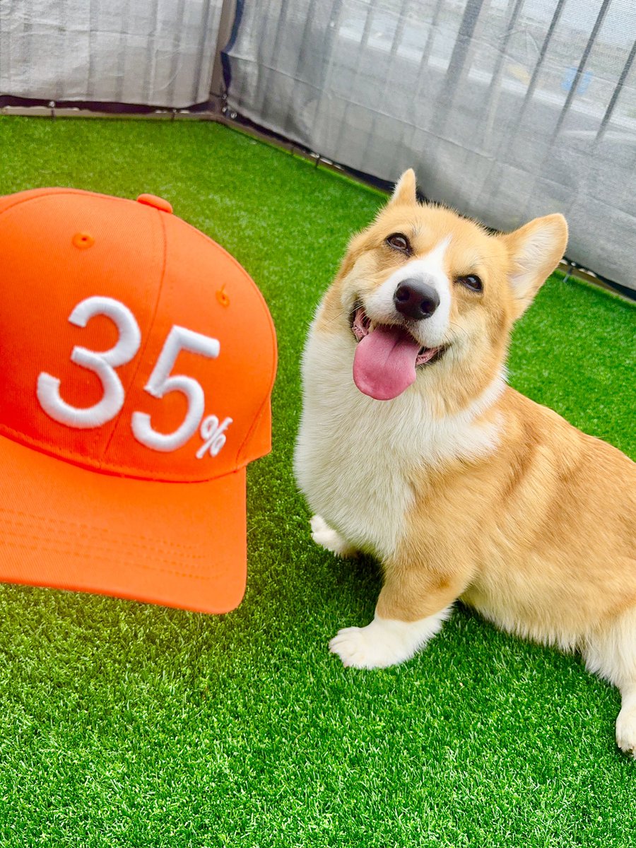 rokunosuke0628's tweet photo. 35％キャップとコーギー🧡
 #国民負担率  #参政党 https://t.co/SB0b4eD9Eu