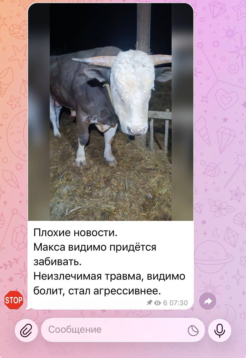 хейт-аккаунт Богучанских бычков tweet media