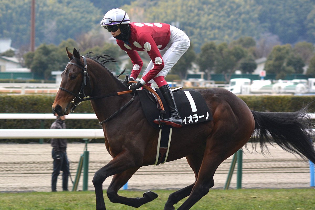 LAURELCLUB_INC's tweet photo. 🐎土曜日の出走馬情報🐎

5月9日(土)      
京都4R(11:30)  3歳未勝利  
ジャジャミン　◇今村 聖奈

京都8R(発走13:50) 4歳以上1勝クラス
レイム　酒井 学
デュアルロール　中井 裕二

新潟9R(発走14:10) ゆきつばき賞
フィオラーノ　松本 大輝

土曜日は3Rで4頭が出走します‼️
応援よろしくお願いいたします🙇‍♀️🙇‍♂️🙇

#一口馬主 #一口 #馬主 #ローレル #ローレルクラブ #ジャジャミン #レイム #デュアルロール #フィオラーノ #村上欽哉牧場 #パッショーネ #協和牧場 #グランデファーム
 @yashi_racing @LAURELCLUB_INC