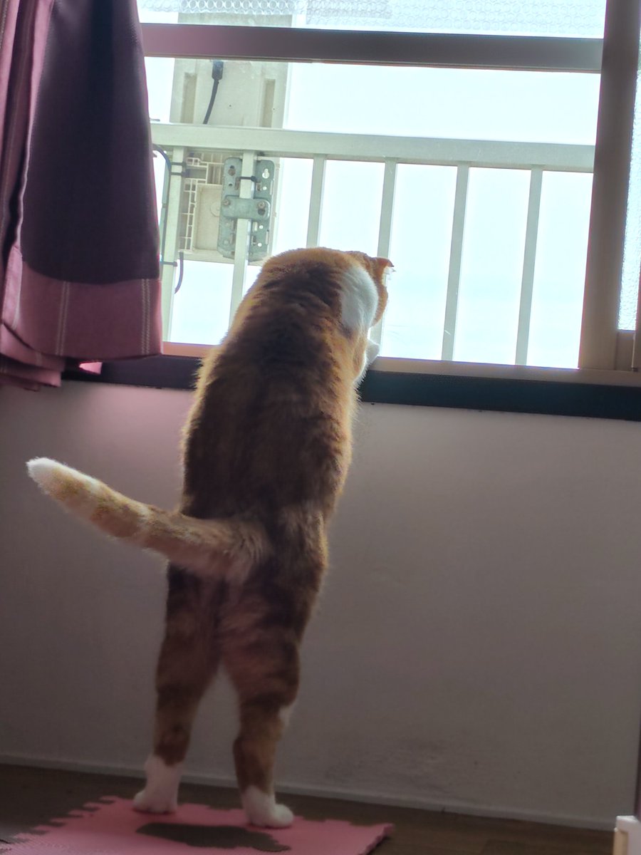 大量の洗濯物と洗剤類を持って階段上がってきてもう床に大の字になって立ってる猫を見るしかできない