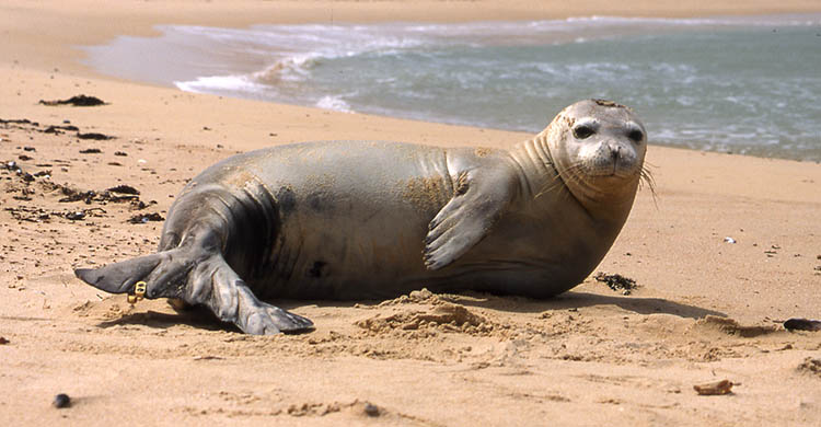 N_CastelblancoM's tweet photo. Leyendo sobre estos amiguitos, esperando que pegue esta nueva aventura de conservación de fauna silvestre. @fabiologa8 #MediterraneanMonkSeal #Monachusmonachus.🦭 https://t.co/56ebL3Jx4t