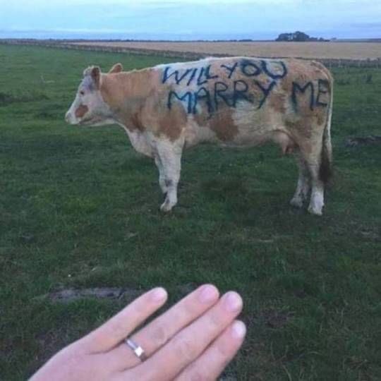 cow tweet media