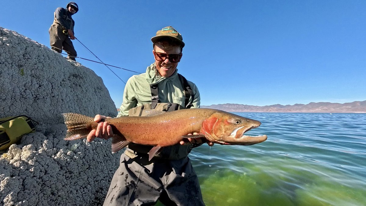 wisemannerisms's tweet photo. more to come. today was absolutely insane. day 3 magic and lots of absolutely beautiful and BIG FISH to the net. #flyfishing #pyramidlake #cutthroatchronicles https://t.co/lcUemvbGzT