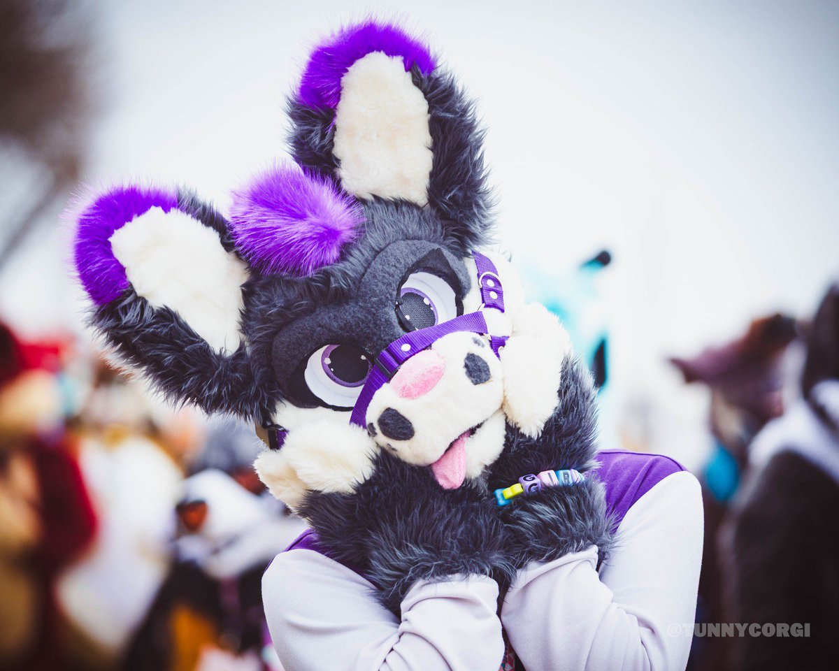 Lotis_TV's tweet photo. Happy #fursuitfriday everyone!!!

Love this absolutely adorable pic from #fe2026 💜💜💜

📸: @TunnyCorgi 🔞 https://t.co/vLQbj77tBW