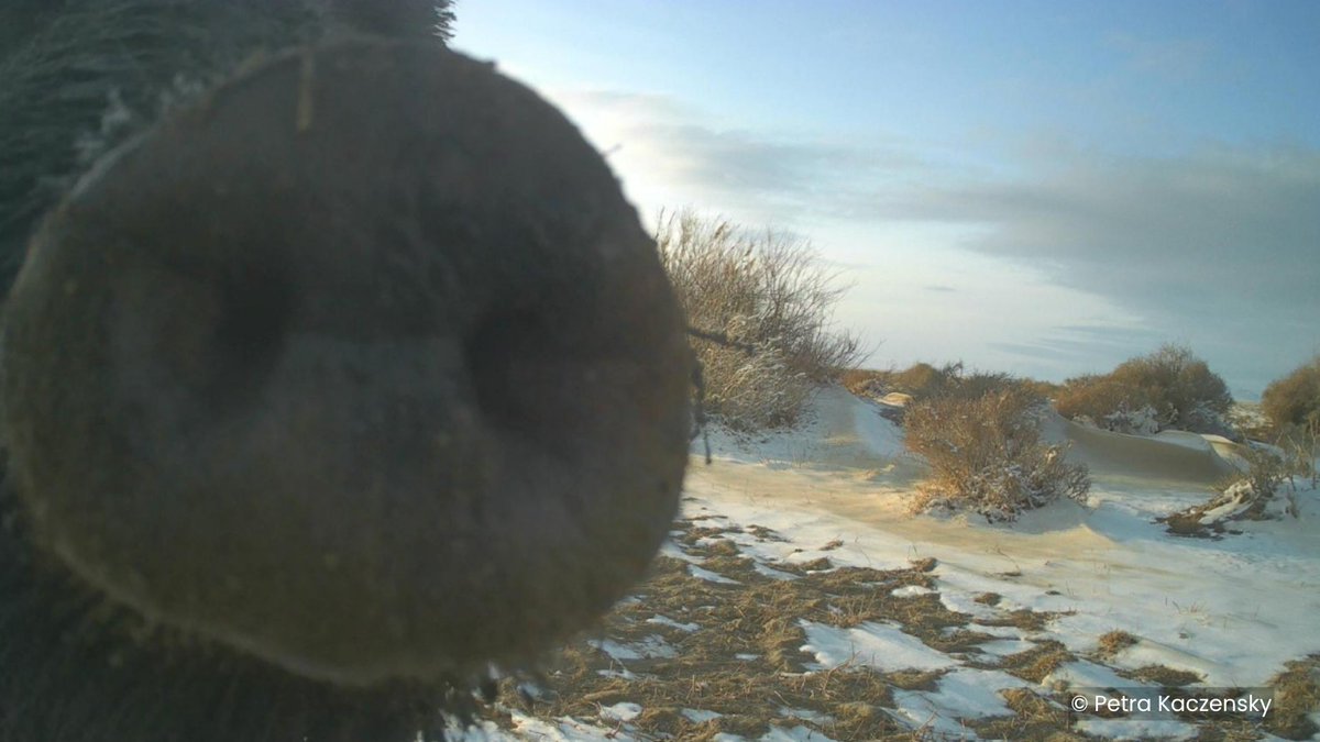 Solaris Trail Cameras tweet media